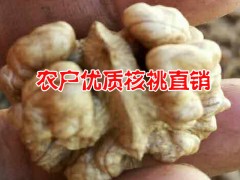 2016麗江玉龍本地核桃行情%農戶自產自銷核桃價格*麗江核桃圖3