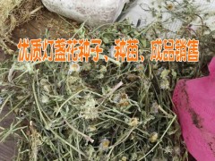 云南優質燈盞花種子供應商&燈盞花種子價格*燈盞花批發價格*燈盞花回收公圖3