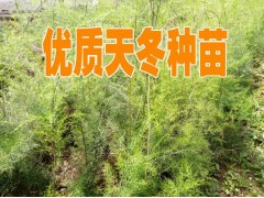 買天冬種子免費種植技術指導&新云南天冬中藥材銷售信息圖3