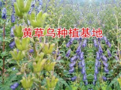 黃草烏銷售%云南黃草烏種子價(jià)格*低價(jià)黃草烏批發(fā)市場(chǎng)報(bào)價(jià)圖2