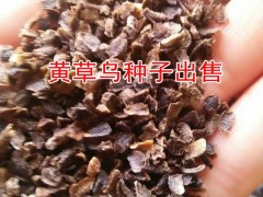 優質金鐵鎖低價出售|南華獨定子價格|獨丁子金鐵鎖種子批發圖2