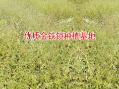 獨定子種植戶種子|黃草烏|楚雄黃草烏種植戶|黃草烏種子價格|圖1