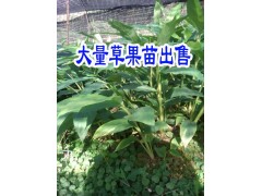 草果苗價格 草果圖片|草果苗圖片|草果苗小的時候圖片|圖3