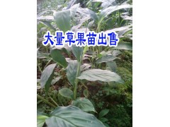 |云南草果新價格今天云南草果苗|云南砂仁一斤多少價格|草果苗栽種條件|圖2