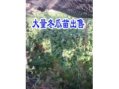 冬瓜苗怎么長得快|冬瓜苗價格|[文山麻栗坡草果苗/冬瓜苗供應商087164155848圖2