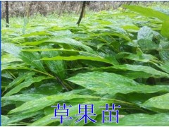 草果苗&玉溪草果苗供應信息&新草果苗種植基地信息15911269099圖2