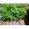 花椒苗哪里有賣_花椒苗小樹(shù)苗各規(guī)格批發(fā)_花椒苗新批發(fā)價(jià)格