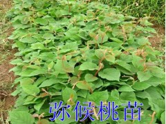 |彌猴桃苗種植戶|彌猴桃苗培育基地|彌猴桃苗批發銷售圖3