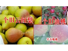 個舊云紅梨_2016個舊云紅梨_個舊市雞街鎮畢業紅果蔬合作社圖2