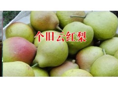 魯沙梨價(jià)格|云南個(gè)舊魯沙梨橘沙梨|0871-64155848圖2