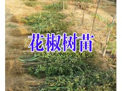 云南紅花椒苗@求購無刺花椒苗%昭通花椒苗批發*如何培育花椒苗圖2