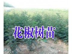 云南紅花椒苗@求購無刺花椒苗%昭通花椒苗批發*如何培育花椒苗圖3