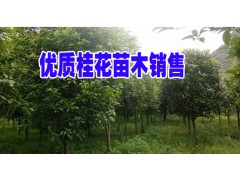 新【八月桂】金桂和銀桂云南行情&廣西桂花苗木2萬@薄利多銷桂樹苗木基地圖2