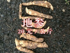 出售林地鮮地參綠色無公害品相好形如蟲草。長6cm-13cm粗2cm圖2