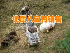 鴨行情圖2