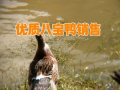 鴨行情圖3