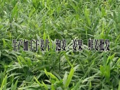 版納生姜*云南姜果行情%今日干姜片市場報價@云南干姜片多少錢一斤圖2