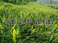 云南姜果行情%今日干姜片市場報價@羅平縣永和農業種植專業合作社圖3