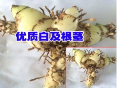 白芨苗基地_玉溪三叉白芨_優(yōu)質(zhì)白芨苗圖2