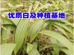 白芨苗基地_玉溪三叉白芨_優(yōu)質(zhì)白芨苗圖3