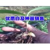 云南白芨鮮貨種苗_版納白芨價格