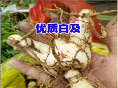 云南白芨苗培育重樓，白芨，黃精圖2