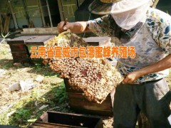 宣威蜂蜜|宣威蜂膠生產供應商|云南蜂膠哪里的好_0871-64155848圖2