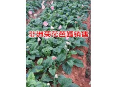 保山非洲菊花種植戶@保山非洲菊花批發廠家*騰沖非洲菊花價格圖2