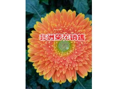 保山非洲菊花種植戶@保山非洲菊花批發廠家*騰沖非洲菊花價格圖3