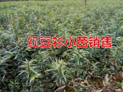 騰沖紅豆杉種子供應商家圖2