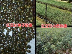 騰沖紅豆杉種子供應商家圖3