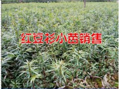 騰沖紅豆杉多少錢一棵*紅豆杉苗圃信息*紅豆格小苗行情%紅豆杉圖3