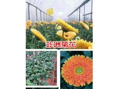 保山非洲菊花批發廠家*騰沖非洲菊花價格@保山市騰沖縣禾木苗圃圖1