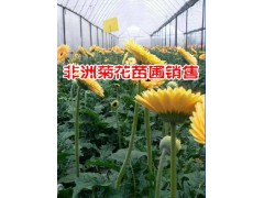 保山非洲菊花批發廠家*騰沖非洲菊花價格@保山市騰沖縣禾木苗圃圖2