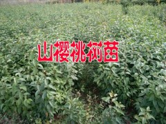 昭通山櫻桃苗木%云南山櫻桃樹苗怎么賣？適合云南種植山櫻桃樹苗圖2