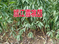 適合云南昭通種植的雪桃樹苗#昭通雪桃樹苗多少一棵？圖2