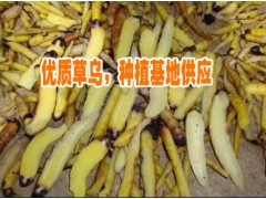 麗江玉龍縣奉科鄉(xiāng)黃/紫草烏種植基地 0871-64155848圖3