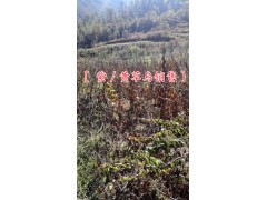 麗江黃草烏去皮圖片%黃草烏產(chǎn)地價格是多少一斤(55元一公斤)圖2