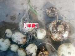 麗江旱半夏中藥材銷(xiāo)售信息%名貴藥材旱半夏批發(fā)市場(chǎng)報(bào)價(jià)圖2