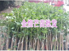 金煌芒果圖片*金煌芒果熟了會變色嗎&圖2