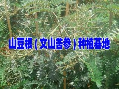 滇重樓,山豆根,云當歸等道地中藥材育種育苗的專業合作社圖2