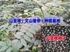 滇重樓,山豆根,云當歸等道地中藥材育種育苗的專業合作社圖3