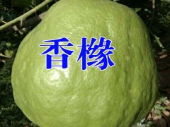 云南香櫞樹的價(jià)格|香櫞小苗產(chǎn)地批發(fā)|香櫞樹的藥用價(jià)值圖2