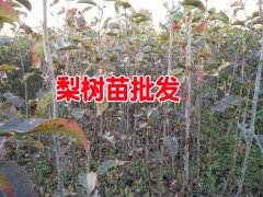 梨樹苗_今年梨樹苗_云南紅河哪里有梨樹苗批發圖2