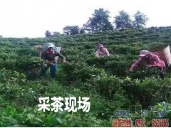 紅河元陽縣哪里有綠茶制品廠圖2