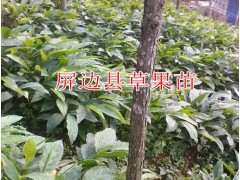 紅河哪里有草果苗賣圖3