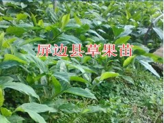 麗江哪里有草果種苗_2017草果種苗圖片(報價)圖3