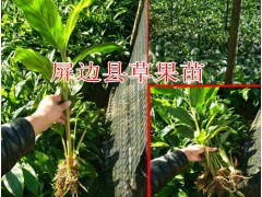 西雙版納哪里有草果苗銷售圖3