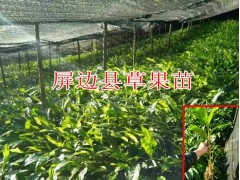 草果苗價格哪里的較便宜(實(shí)惠)_屏邊縣白云鄉(xiāng)草果種植培育基地圖2