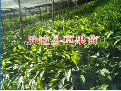 云南草果苗批發在哪里|紅河草果苗圖片|適合紅河種植的草果苗圖2